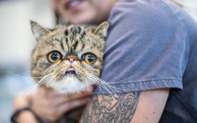 How PetDesk Marketing Helped Galaxy Cats Vet Center Boost Patient Growth and Engagement with Agency Services
