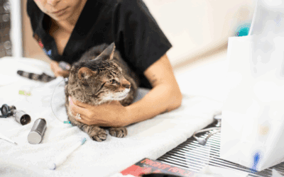 5 FIV Cat Health Myths, Busted