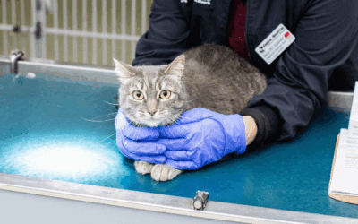 Body Language in Cats & Dogs