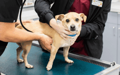 What to Do for Strays in the Winter/Cold Months