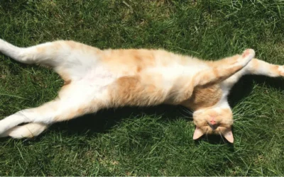 Body Language in Cats & Dogs