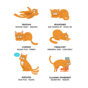 Body Language in Cats & Dogs | cat behavior 300x300 1