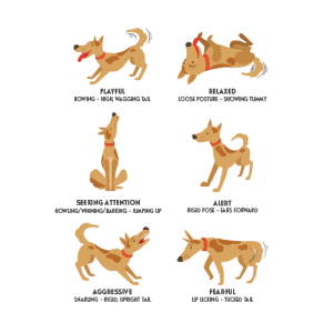 Body Language in Cats & Dogs | dog behavior 300x300 1