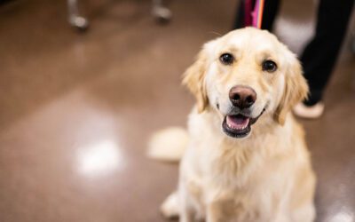 Increased Revenue by Over $225K with PetDesk