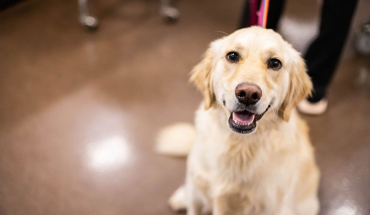 happy golden retriever on a leash in a veterinary clinic