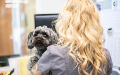 PetDesk’s Veterinary Loyalty Program Increases Annual Revenue by $122k