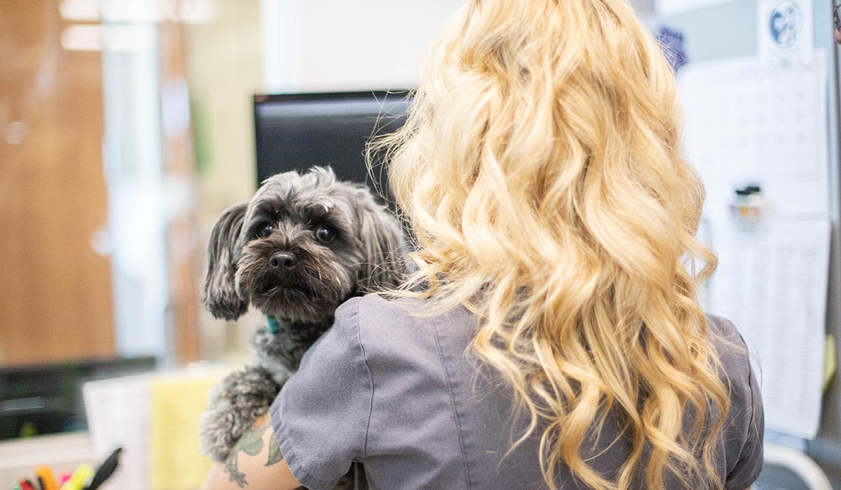 veterinary team member holding small dog