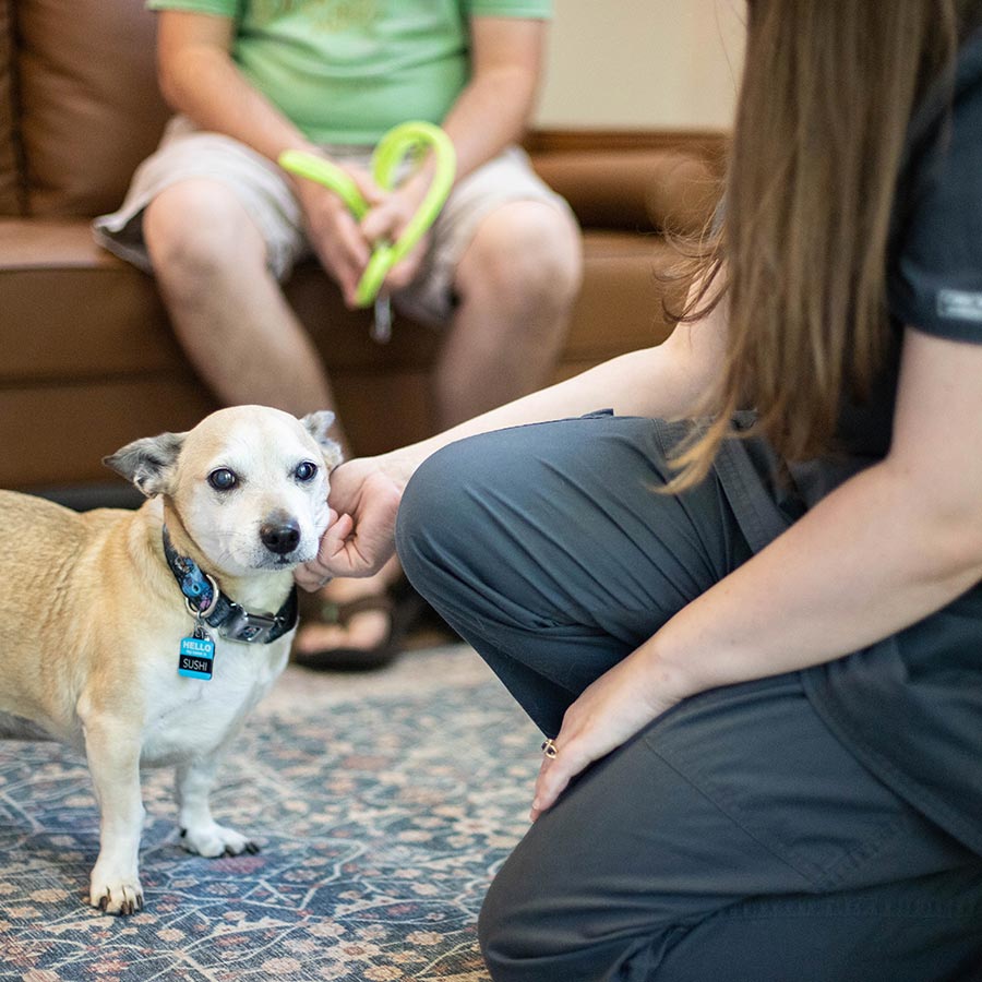 veterinary team member being affectionate with small dog while pet parent sits in the background