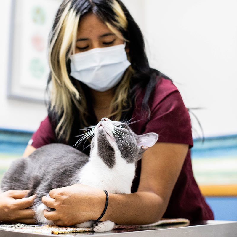 veterinary-team-member-caring-for-cat-0431 Compare Pet Insurance Quotes Today | veterinary team member caring for cat 0431