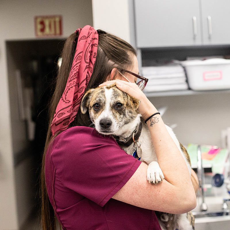 veterinary-team-member-gently-holding-small-dog-140 Compare Pet Insurance Quotes Today | veterinary team member gently holding small dog 140