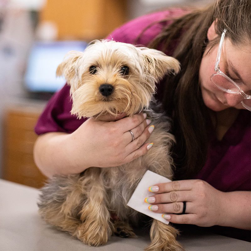 yorkie-dog-receiving-care-1384 Compare Pet Insurance Quotes Today | yorkie dog receiving care 1384
