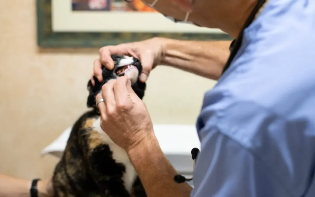 Promote National Pet Dental Health Month with PetDesk