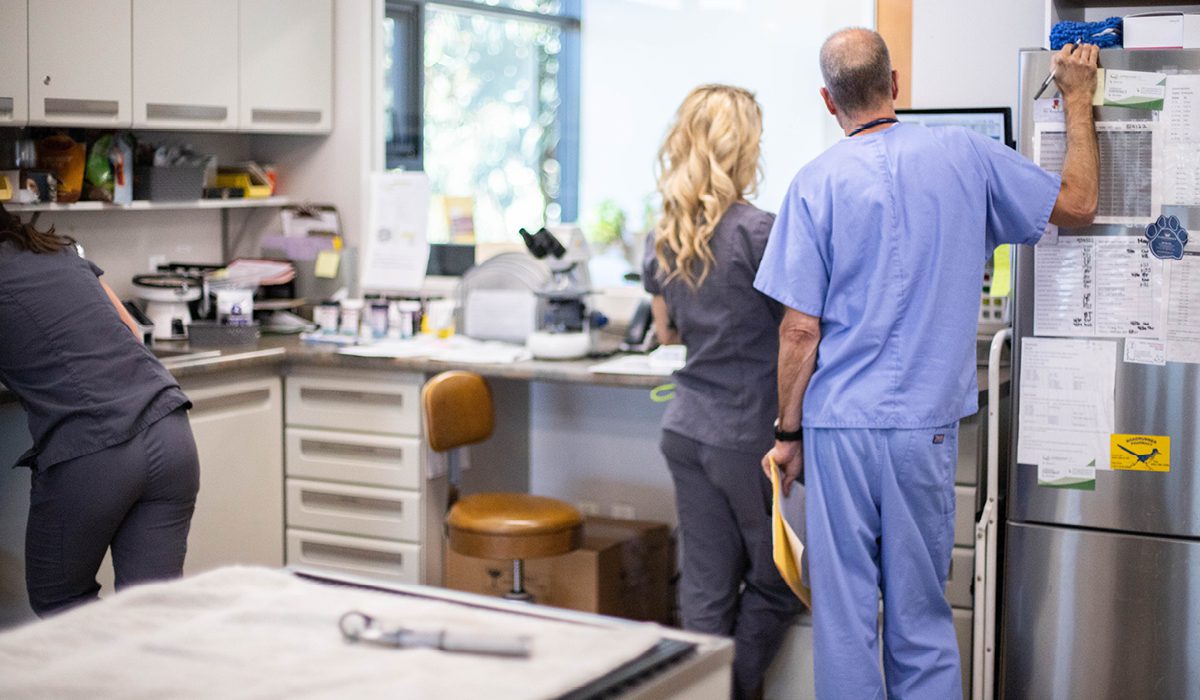 Vet Tech and DVM chatting at the computer while the Vet Tech holds a dog