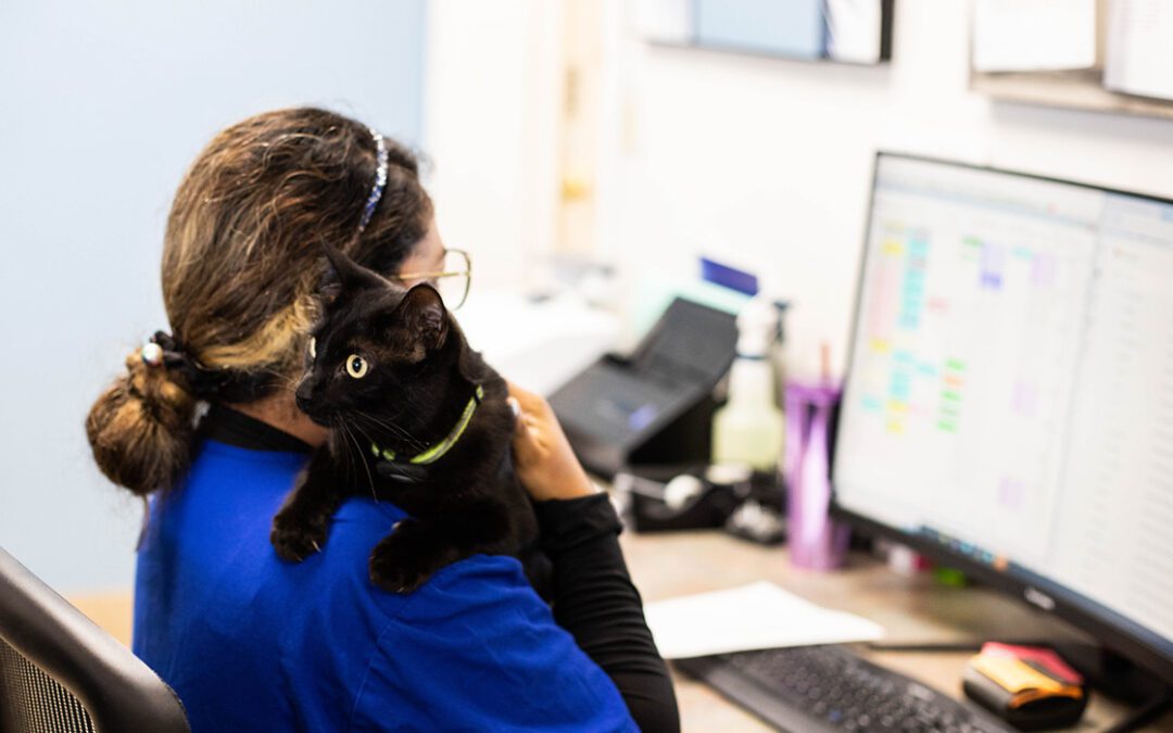 Veterinary CSR working on computer at front desk while holding the clinic cat
