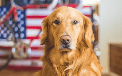 6 Tips to Keep Pets Safe This 4th of July Holiday