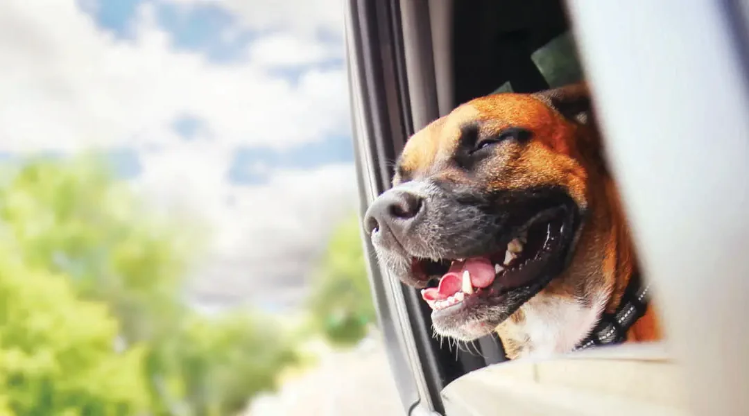 A happy dog riding in the car with his head out the window
