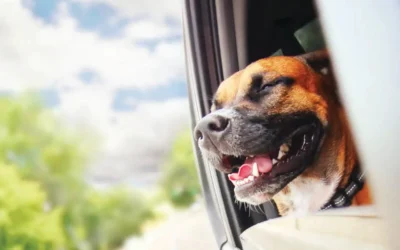 5 “Fun”usual Facts About Dogs You Probably Didn’t Know