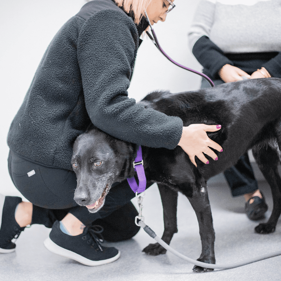 Larger_06.2023_Case Study_Penn Vet_B Female DVM examining a happy black lab