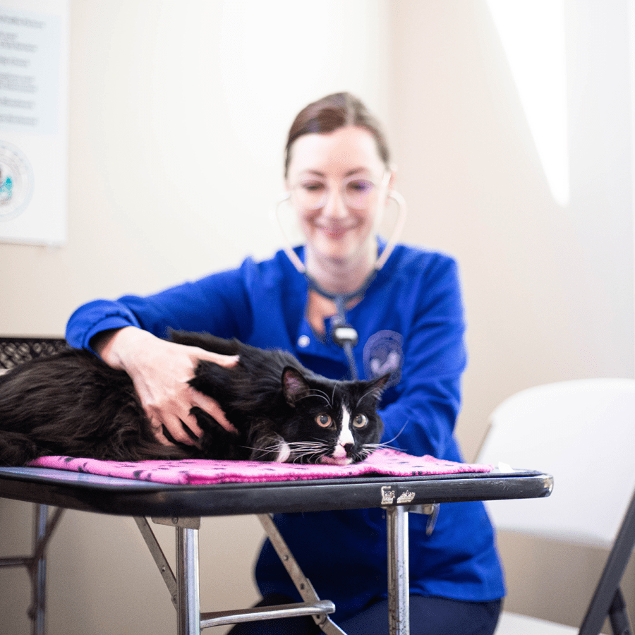 Larger_PetDesk_Case Studies_Convenient App_B Happy Veterinarian examining a cat