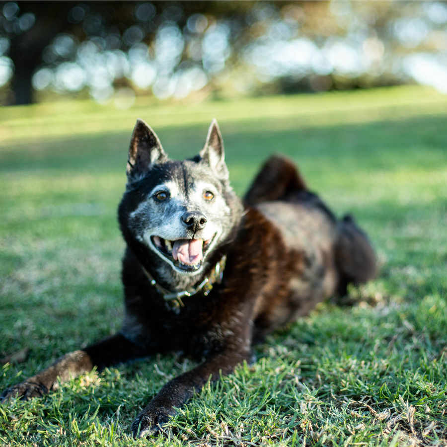Larger_PetDesk_Case Studies_Grow Rev with Loyalty_A Happy senior dog laying in the grass