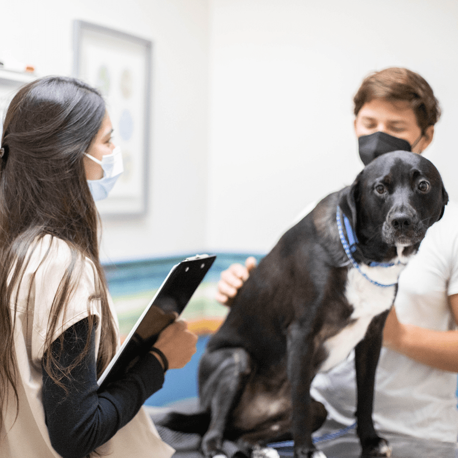 A DVM chatting with a client while their dog is on the treatment table