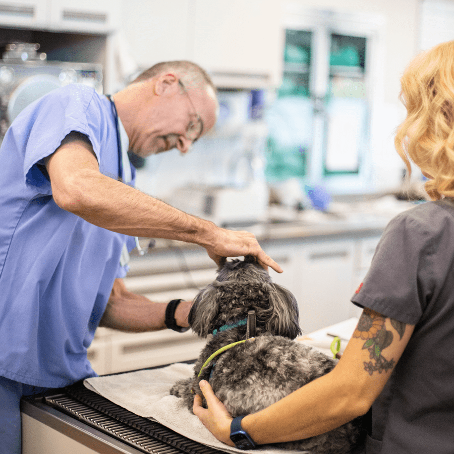 Larger_PetDesk_Case Studies_Grow Rev with Retention_A DVM and Vet Tech examining a dog in the treatment area