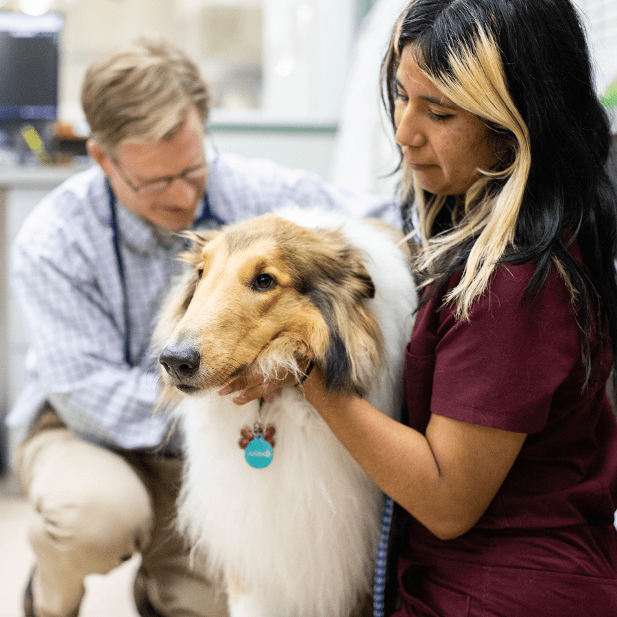 Larger_PetDesk_Case Studies_Increased Appointments DVM and Vet Tech examining a dog in the treatment area