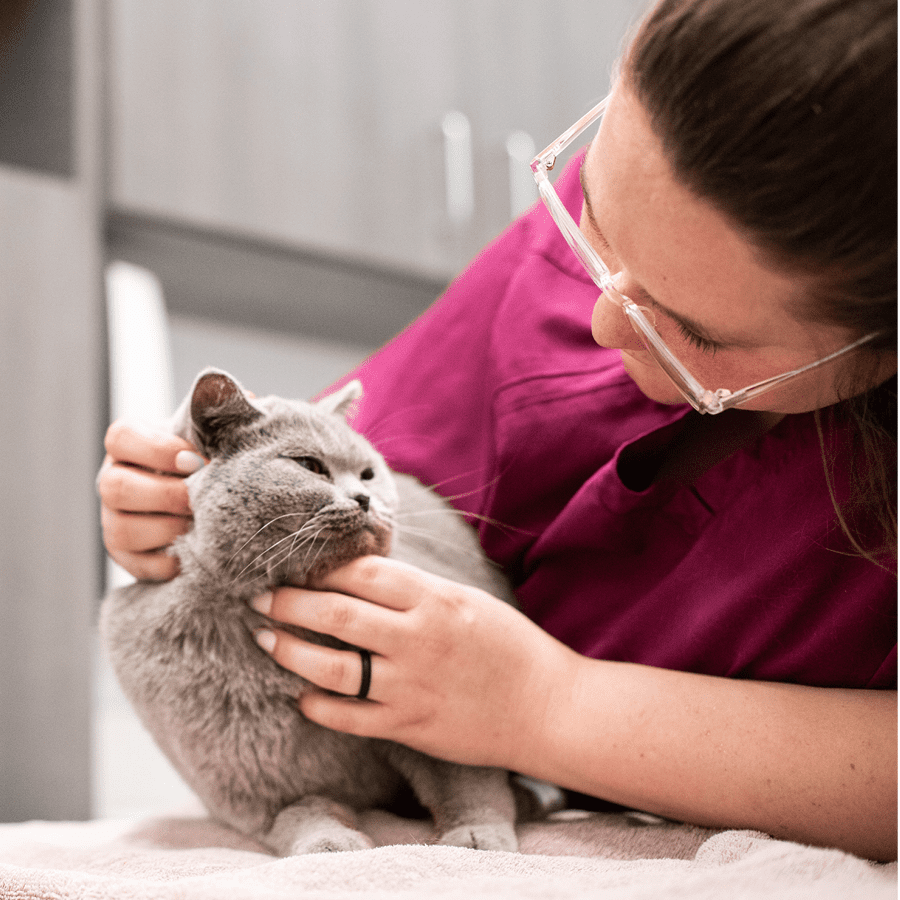 Larger_PetDesk_Case Studies_Launching Loyalty_B A vet tech examining a cat on a treatment table