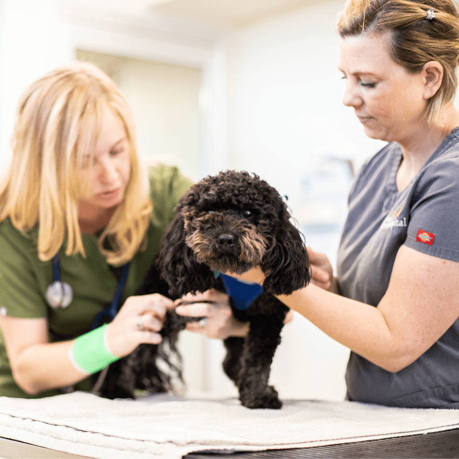 A female DVM and female Vet Tech examining a dogs paw