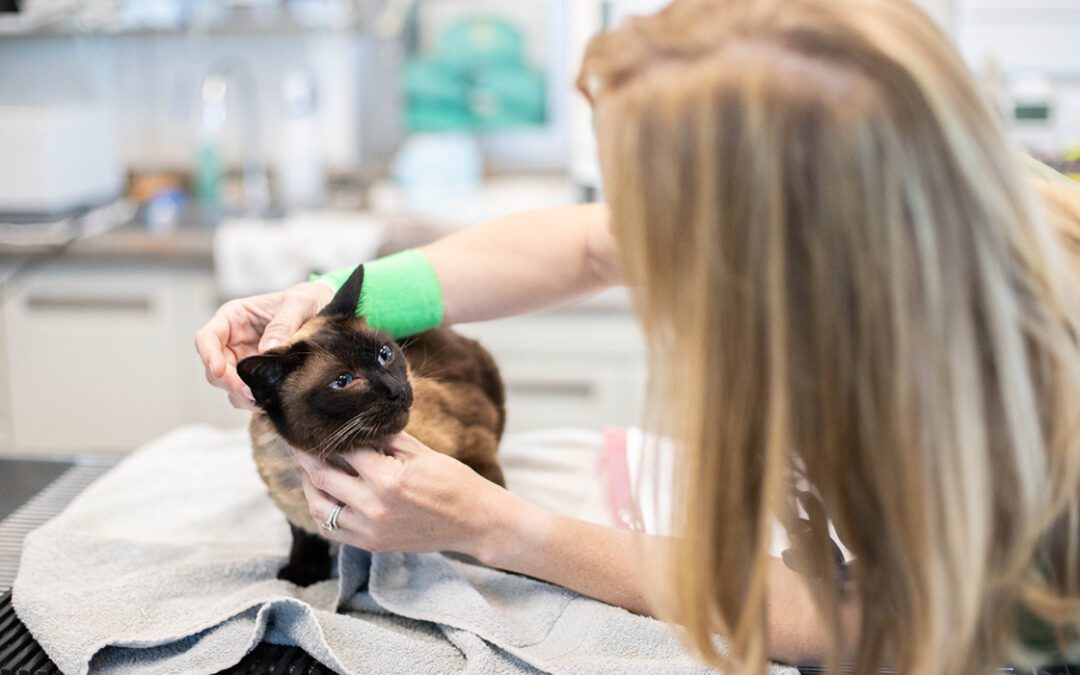 A DVM examining a cat's eyes