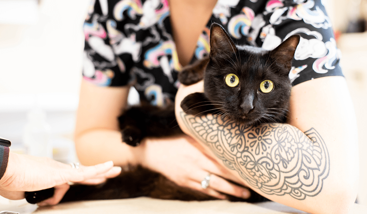 Vet Tech holding a black cat