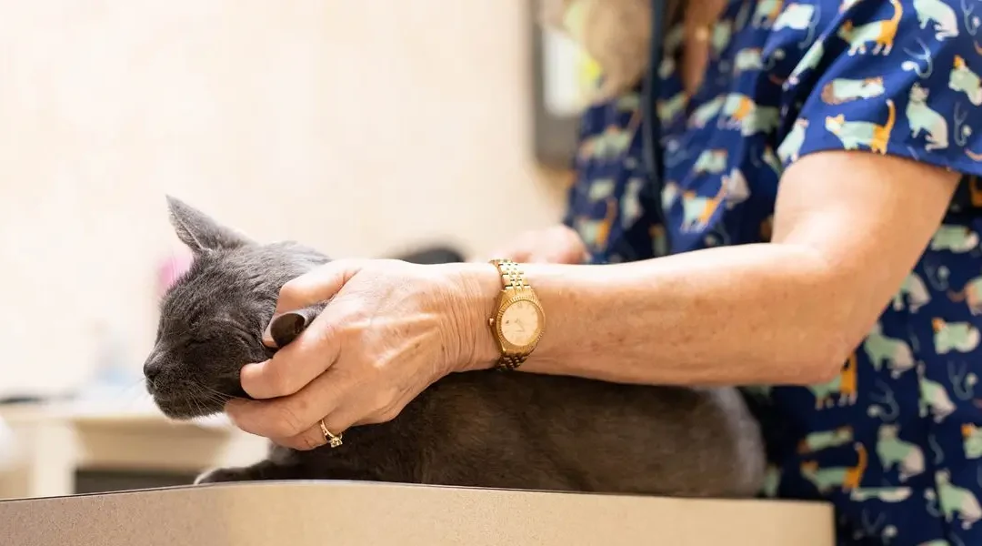 A veterinarian examining a cat