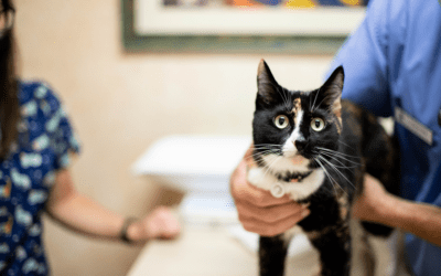 Launching an Easy Veterinary Loyalty Program in Just 2 Phone Calls