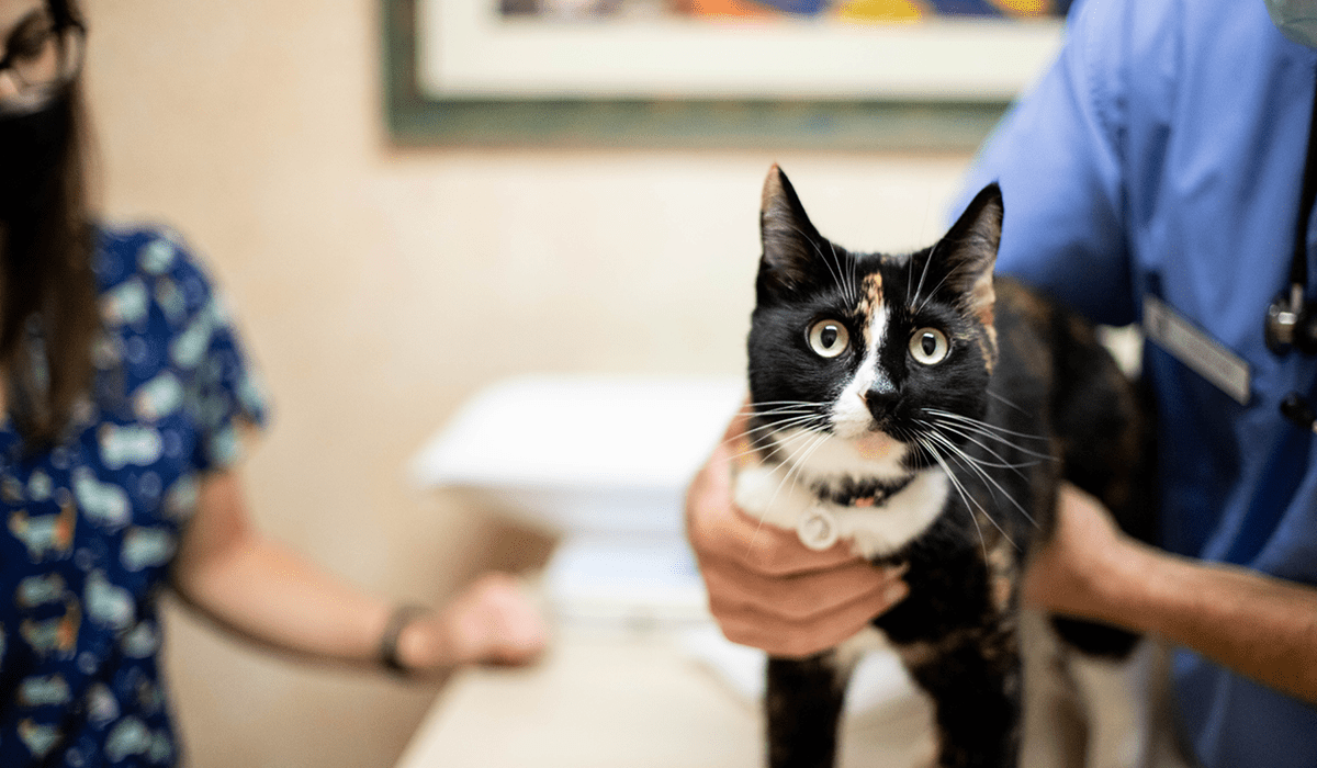 A DVM lightly holding a cat on a treatment table in the exam room