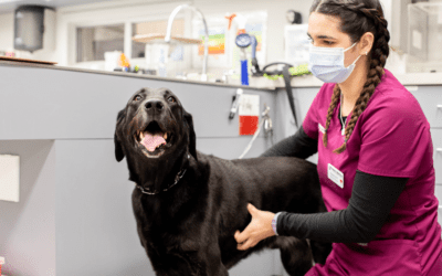 PetDesk vs. Rapport: Easy Client Outreach Boosts Appointment Compliance & Saves Staff 40 Hours Per Month
