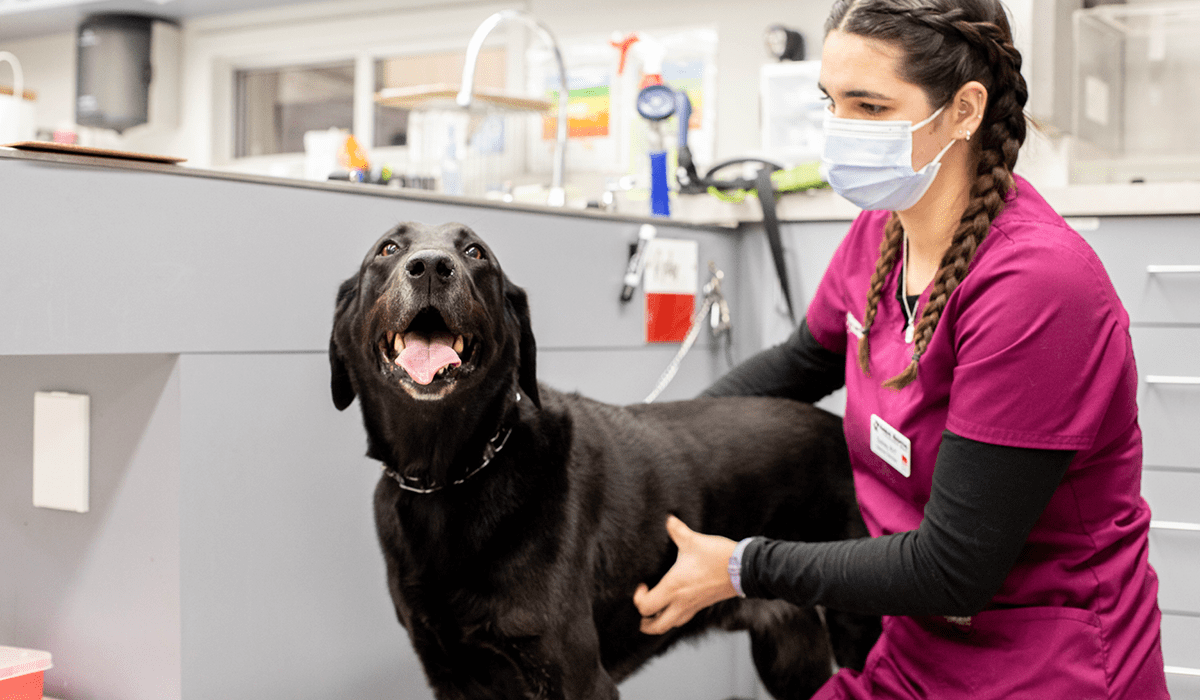 Vet Tech calmly holding a happy black lab