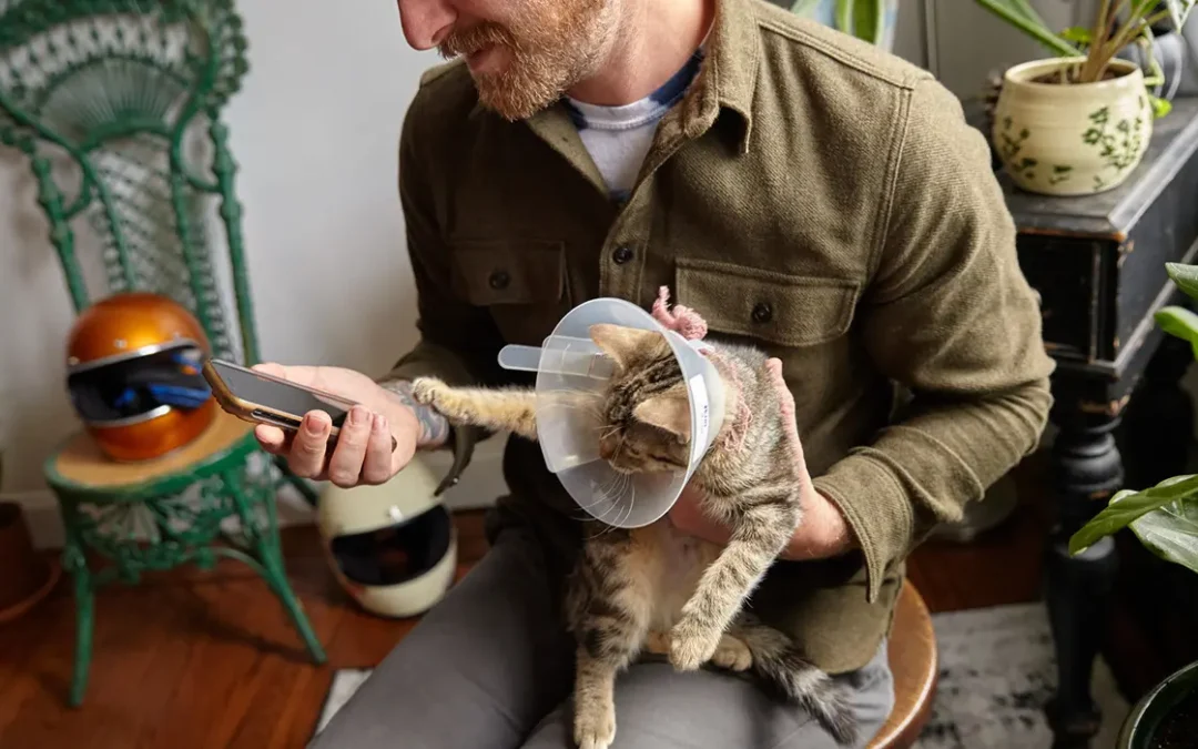 A pet parent using their phone while holding their kitten who is wearing a cone