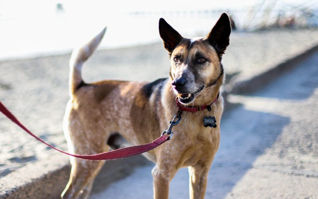 A happy dog on a leash by the beach