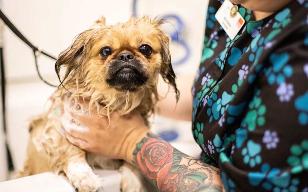 A dog getting a bath at the groomers