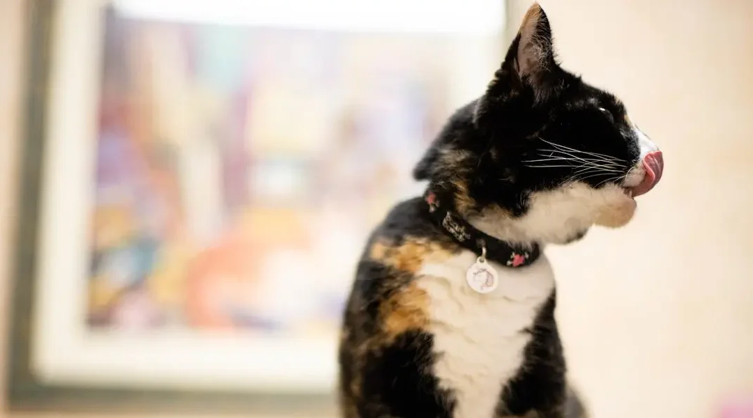 A cat licking its face