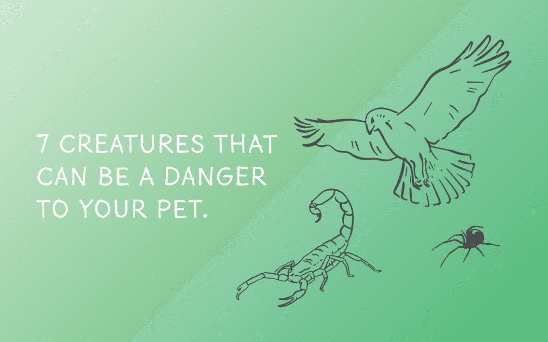 Illustration of a scorpion, spider, and bird.