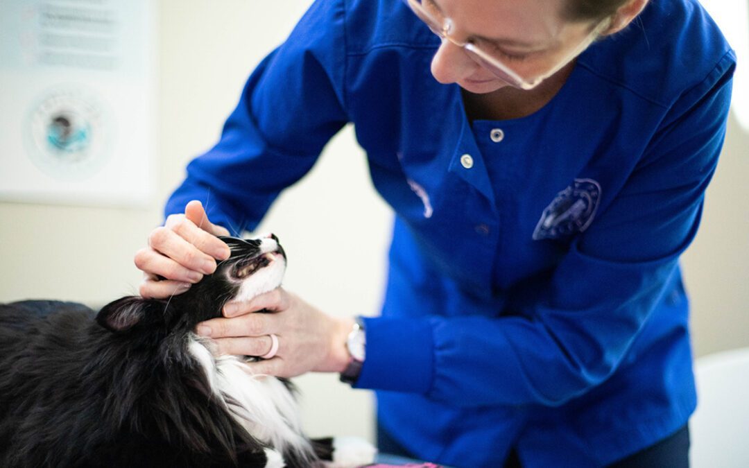 A female veterinarian examining a cat's teeth