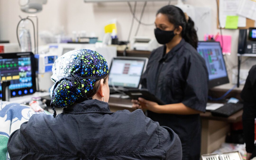 Two veterinary technicians performing a dental cleaning on a pet