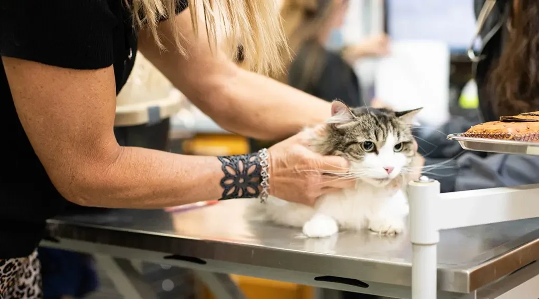 warning signs of cancer in pets