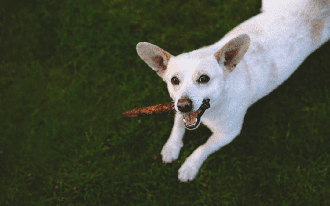 A happy dog with a stick in the grass