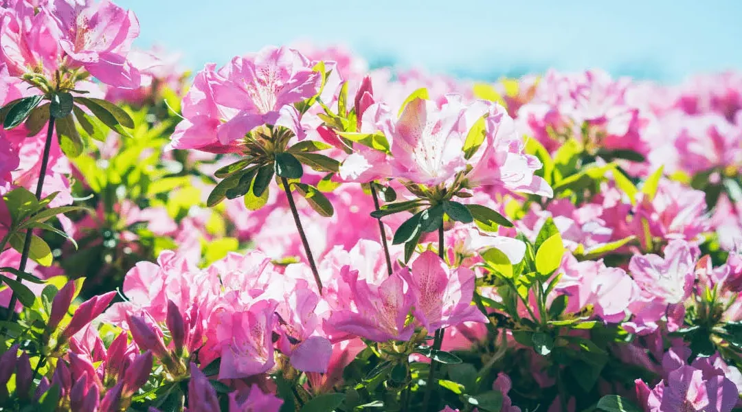 Beautiful pink flowers in the sunshine