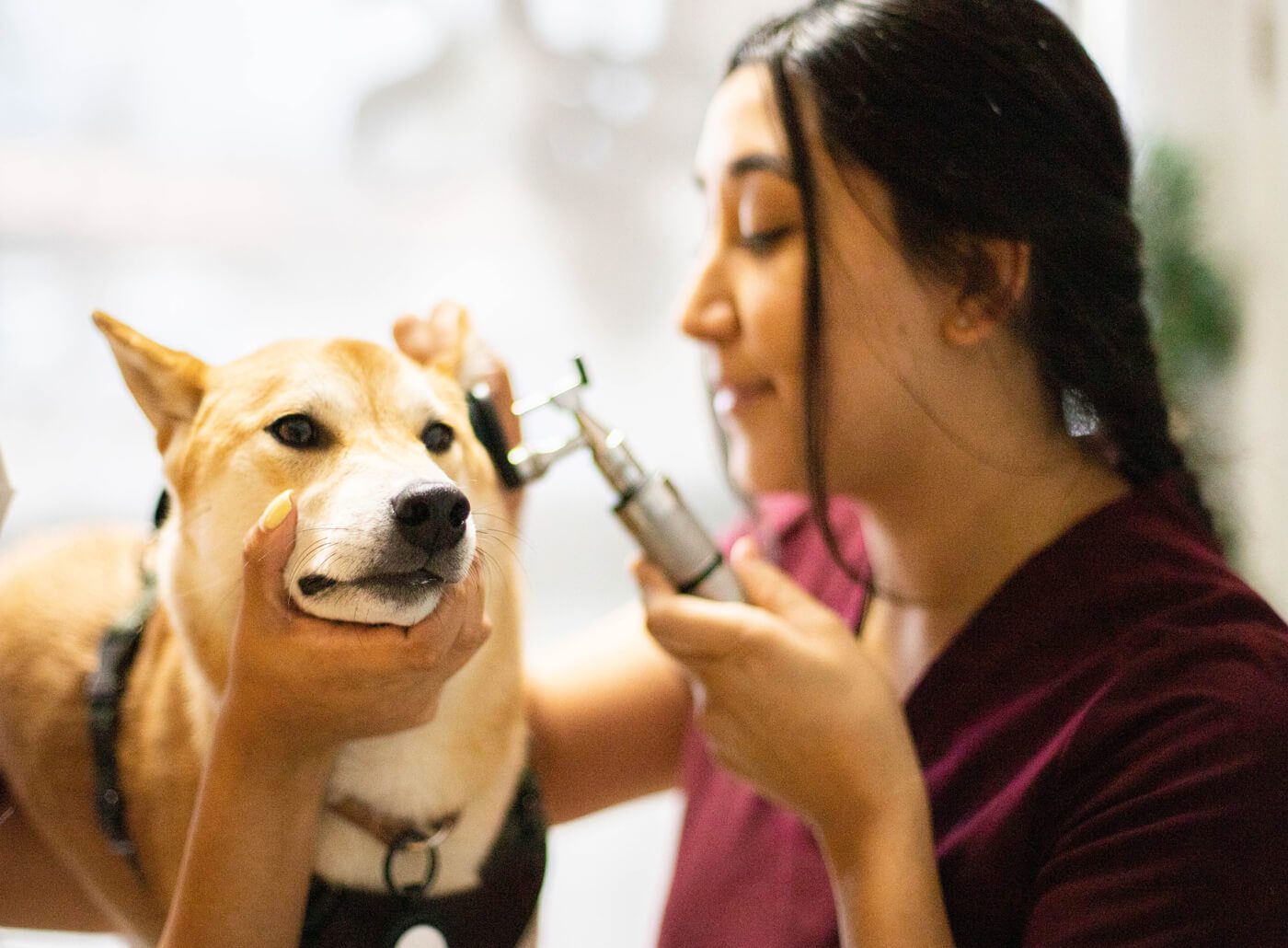 veterinary team member examining dog's ear