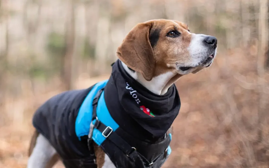 A dog standing outside with a winter jacket and leash on