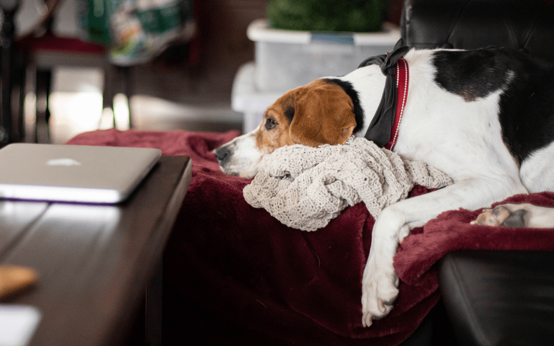 Image of a dog anxiously laying on the couch