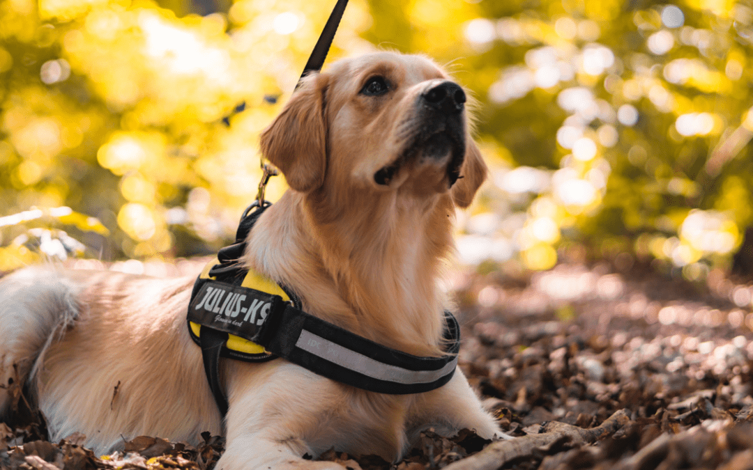 A service dog laying down outside